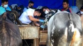 Pemeriksaan kesehatan hewan kurban Idul Adha pada 2020 lalu oleh petugas Puskeswan Kemiling, Bandarlampung. Foto: Dok. Puskeswan Kemiling