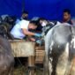 Pemeriksaan kesehatan hewan kurban Idul Adha pada 2020 lalu oleh petugas Puskeswan Kemiling, Bandarlampung. Foto: Dok. Puskeswan Kemiling