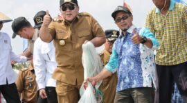 Gubernur Lampung, Arinal Djunaidi, ketika melakukan panen. Foto: Diskominfotik Lampung