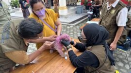 Petugas dari Dinas Pertanian Kota Bandarlampung melakukan vaksinasi rabies pada Senin (20/5). (Foto: Ist)