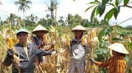 Petani jagung. 