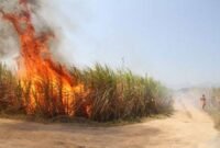 Tebu yang sedang dibakar. Foto: Ist. 