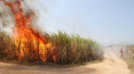 Tebu yang sedang dibakar. Foto: Ist. 
