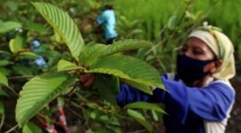 Tanaman Kratom. (Foto Dok. Detikcom/Rachman)