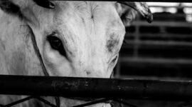 (Foto: Ist/Ilustrasi) 