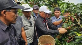 Ketua Dewan Kopi Indonesia, Lampung, Mukhlis Basri, panen kopi jenis Arabika, di Kecamatan Sekincau, Lampung Barat. Foto: Arsip NK. 