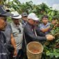 Ketua Dewan Kopi Indonesia, Lampung, Mukhlis Basri, panen kopi jenis Arabika, di Kecamatan Sekincau, Lampung Barat. Foto: Arsip NK.