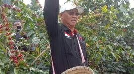 Ketua Dekopinda Lampung Mukhlis Basri, melakukan panen raya Kopi di Lampung Barat. (Iwan/NK)