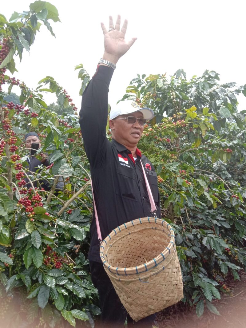 Ketua Dekopinda Lampung Mukhlis Basri, melakukan panen raya Kopi di Lampung Barat. (Iwan/NK)