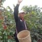 Ketua Dekopinda Lampung Mukhlis Basri, melakukan panen raya Kopi di Lampung Barat. (Iwan/NK)