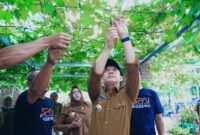 Pj Bupati Pringsewu, Marindo Kurniawan, meninjau kebun pembudidayaan anggur di Pekon Ambarawa, Kecamatan Ambarawa, Selasa (30/7/2024). (Ist/NK)