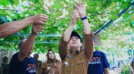 Pj Bupati Pringsewu, Marindo Kurniawan, meninjau kebun pembudidayaan anggur di Pekon Ambarawa, Kecamatan Ambarawa, Selasa (30/7/2024). (Ist/NK)