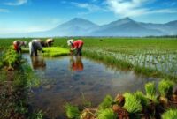 Ilustrasi. Petani  Sedang menanam padi. (Foto: website Dinas KPTH Lampung) 