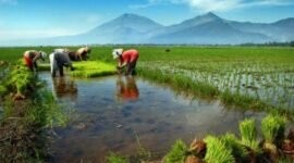 Ilustrasi. Petani  Sedang menanam padi. (Foto: website Dinas KPTH Lampung) 
