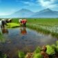 Ilustrasi. Petani  Sedang menanam padi. (Foto: website Dinas KPTH Lampung) 