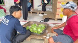 Aktivitas mahasiswa UML membantu UMKM Pisang Mas di Sumberrejo, Tanggamus. (Ist/NK)