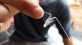 Benur Bening Lobster (BBL)