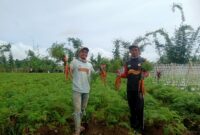 Petani Wortel di Lampung Barat, merugi karena hasil panen mereka tidak laku. (Iwan/Nk)