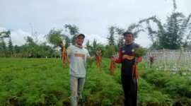 Petani Wortel di Lampung Barat, merugi karena hasil panen mereka tidak laku. (Iwan/Nk)