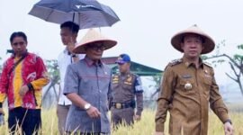 Pj Bupati Pringsewu Marindo Kurniawan saat di lokasi  lahan demonstration plot (Demplot) seluas 5 hektare di persawahan Gapoktan Dadisari, Pekon Wonodadi, Kecamatan Gadingrejo, Kabupaten Pringsewu, Senin (09/09/2024.