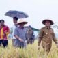 Pj Bupati Pringsewu Marindo Kurniawan saat di lokasi  lahan demonstration plot (Demplot) seluas 5 hektare di persawahan Gapoktan Dadisari, Pekon Wonodadi, Kecamatan Gadingrejo, Kabupaten Pringsewu, Senin (09/09/2024.