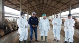 Pj. Gubernur Lampung, Samsudin saat melakukan vaksinasi Penyakit Mulut dan Kuku (PMK) di PT. Karunia Alam Sentosa Abadi (KASA), Kecamatan Bekri, Lampung Tengah, Kamis (16/1), Foto: Diskominfotik Provinsi Lampung.