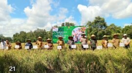 Panen Raya Padi Serentak di areal persawahan Komplek Pemda Pringsewu, Senin (7/4), Foto: Reza/NK.