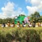 Panen Raya Padi Serentak di areal persawahan Komplek Pemda Pringsewu, Senin (7/4), Foto: Reza/NK.