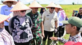 Pemkab Lampung Selatan dalam panen raya padi di Desa Sidowaluyo, Kecamatan Sidomulyo, Senin (7/4/2025), Foto: Eko/NK.