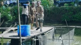 Riyanto Pamungkas saat sedang panen ikan nila bersama Pokdakan Widya Mandala di Pekon Bumiarum, Kecamatan Pringsewu, Selasa (15/4/2025), Foto: Reza/NK.