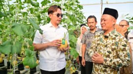 Radityo Egi Pratama saat melakukan panen raya Melon Sultan di Yayasan Pondok Pesantren (Ponpes) Istiqomah Al-Amin, Desa Cinta Mulya, Kecamatan Candipuro, Rabu (30/4/2025), Foto: Eko/NK.