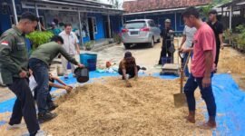 Peternak KPT Maju Sejahtera memanfaatkan amoniasi tongkol jagung untuk pakan ternak ruminansia. Foto: Ist.