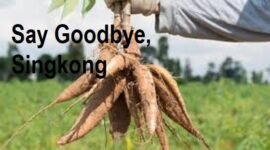 Say Goodbye, Singkong