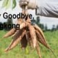 Say Goodbye, Singkong