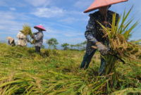 Lampung merupakan salah satu penghasil utama kopi, kakao, tebu, dan komoditas perkebunan lainnya di Indonesia.