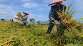 Lampung merupakan salah satu penghasil utama kopi, kakao, tebu, dan komoditas perkebunan lainnya di Indonesia.